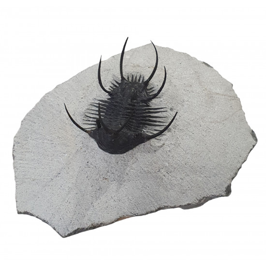 Ceratarges zirengensis