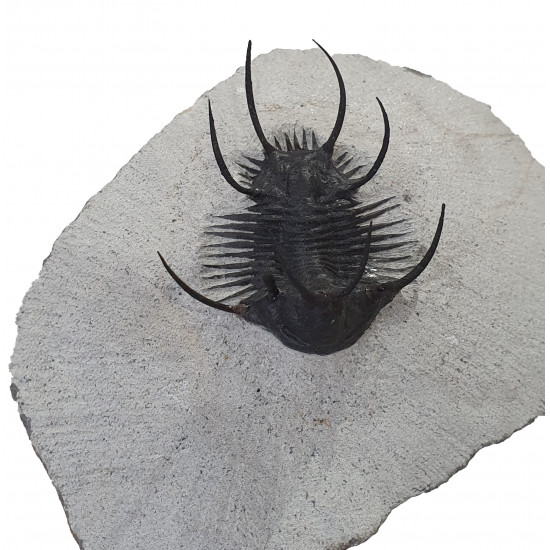 Ceratarges zirengensis