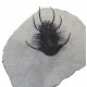 Ceratarges zirengensis