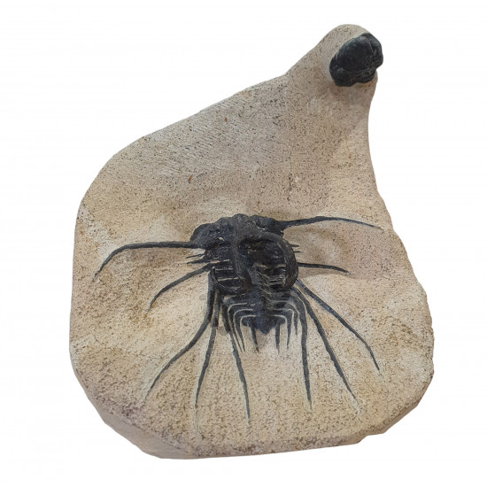 Dicranurus Monstrosus and barrandeops