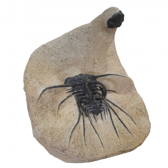 Dicranurus Monstrosus and barrandeops