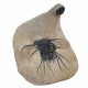 Dicranurus Monstrosus and barrandeops