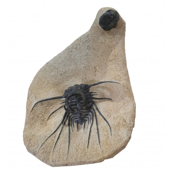 Dicranurus Monstrosus and barrandeops