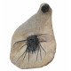 Dicranurus Monstrosus and barrandeops