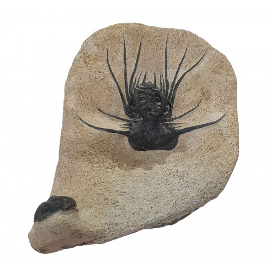 Dicranurus Monstrosus and barrandeops