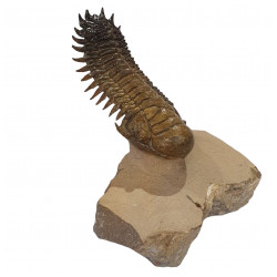 Crotalocephalus gibbus
