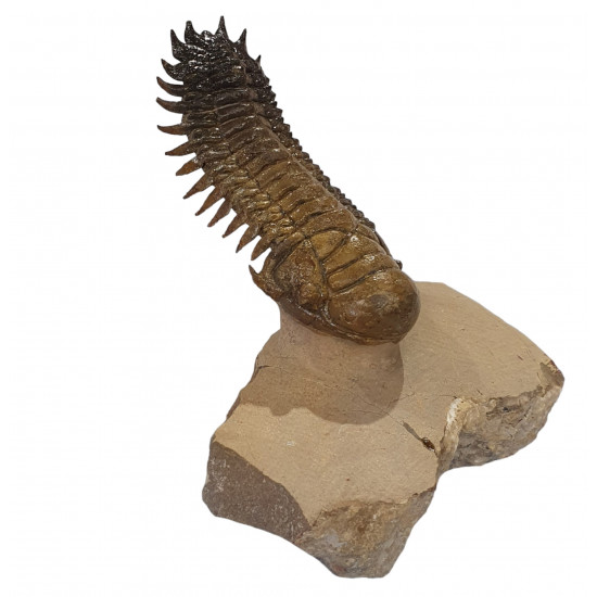 Crotalocephalus gibbus