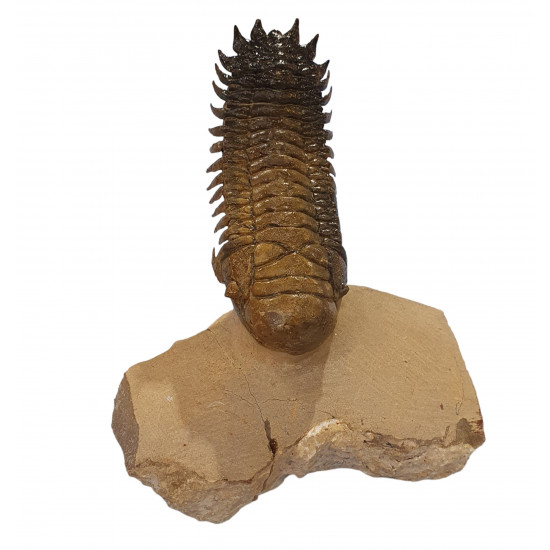 Crotalocephalus gibbus