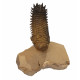 Crotalocephalus gibbus