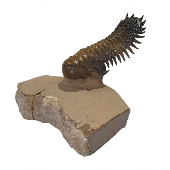 Crotalocephalus gibbus