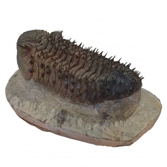 Drotops Megalomanicus