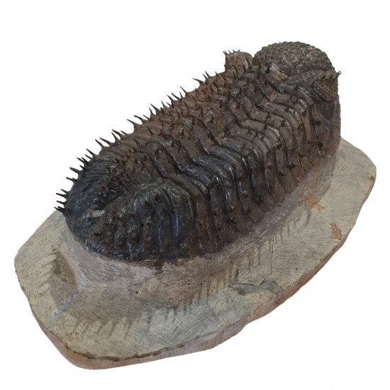 Drotops Megalomanicus