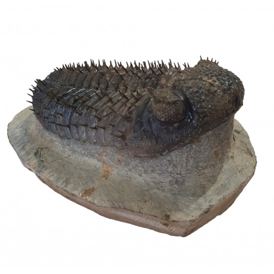 Drotops Megalomanicus