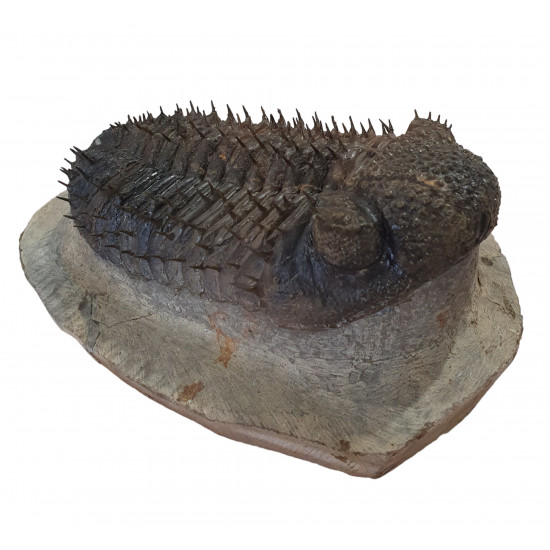 Drotops Megalomanicus