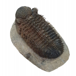 Drotops Megalomanicus