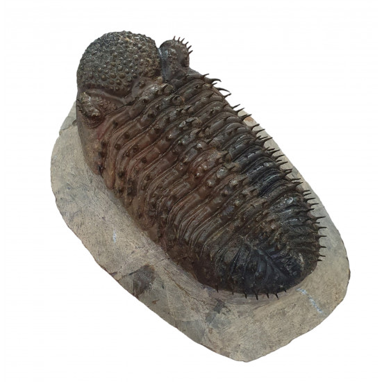 Drotops Megalomanicus