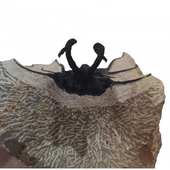 Dicranurus Monstrosus