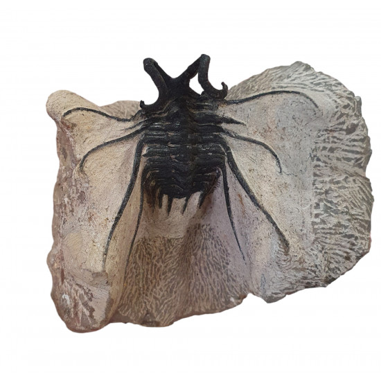 Dicranurus Monstrosus