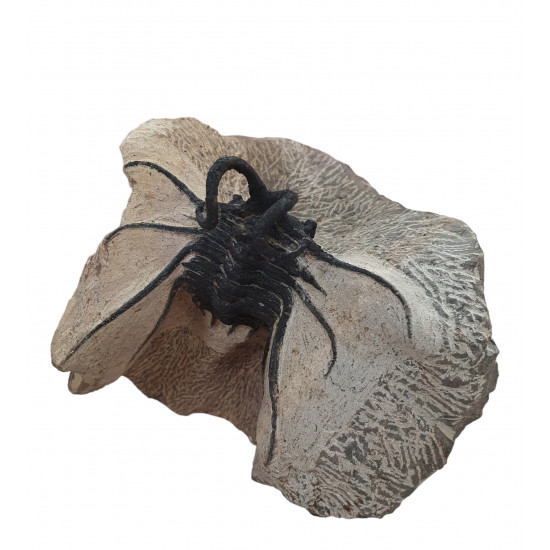 Dicranurus Monstrosus