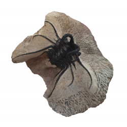Dicranurus Monstrosus