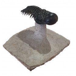 Crotalocephalus gibbus