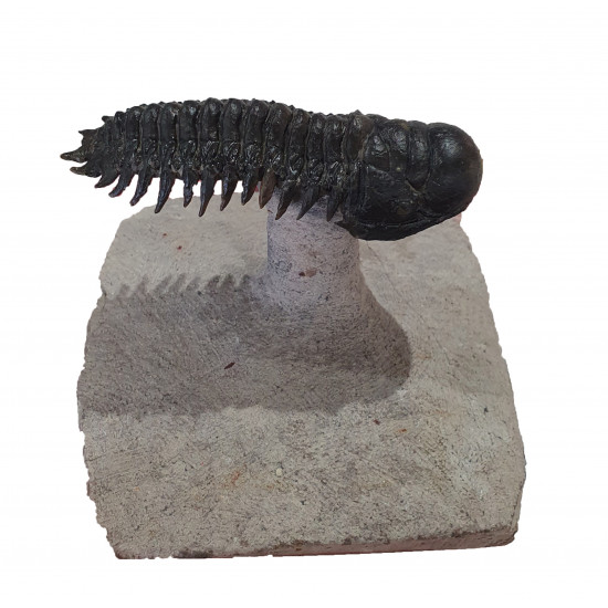 Crotalocephalus gibbus
