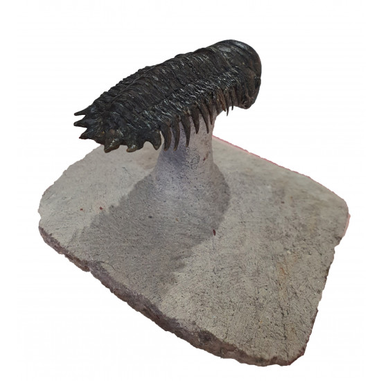 Crotalocephalus gibbus