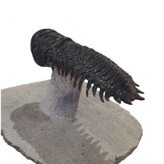 Crotalocephalus gibbus