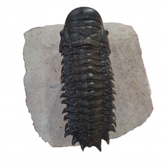 Crotalocephalus gibbus