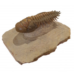 Crotalocephalus gibbus