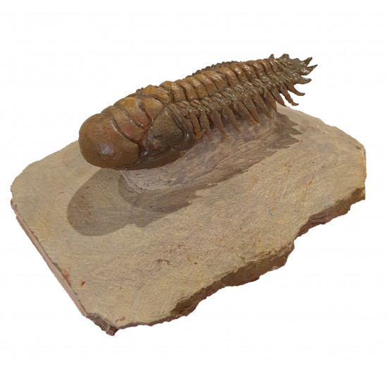 Crotalocephalus gibbus