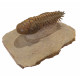 Crotalocephalus gibbus