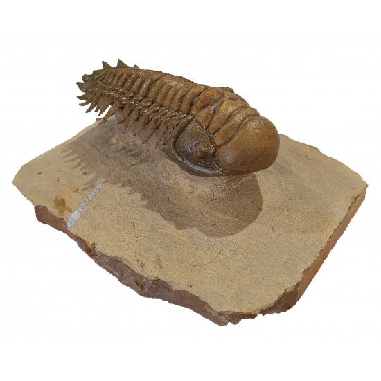 Crotalocephalus gibbus