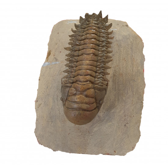 Crotalocephalus gibbus