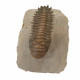 Crotalocephalus gibbus