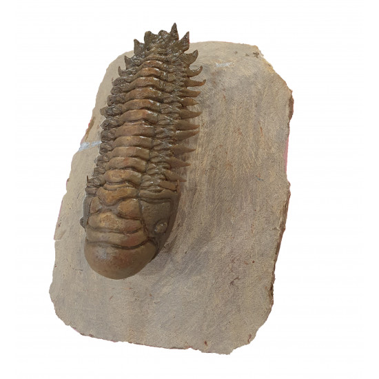 Crotalocephalus gibbus