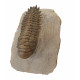 Crotalocephalus gibbus