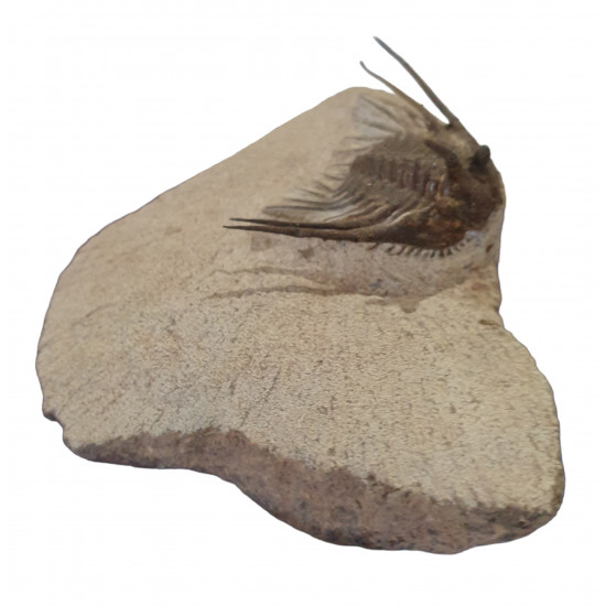 Leonaspis haddanei