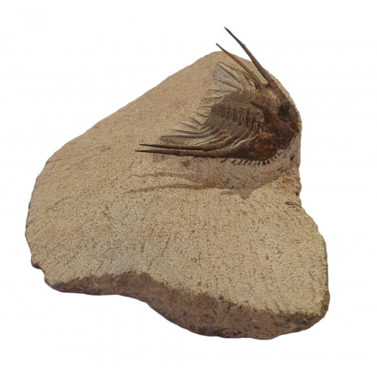Leonaspis haddanei