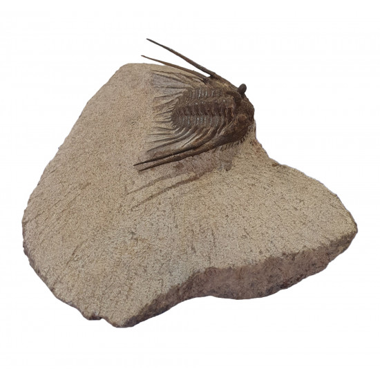 Leonaspis haddanei