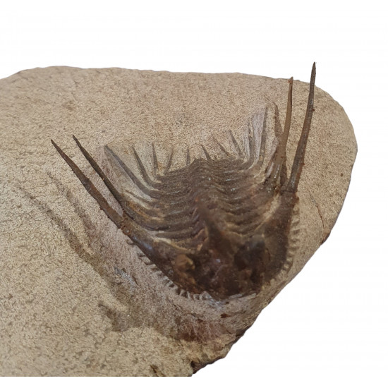 Leonaspis haddanei