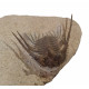 Leonaspis haddanei