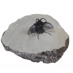Ceratarges zirengensis