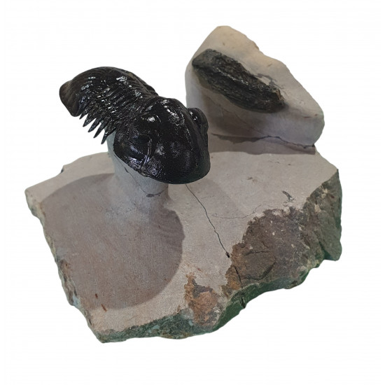 Paralejurus spatuliformis et os de dunkleosteus