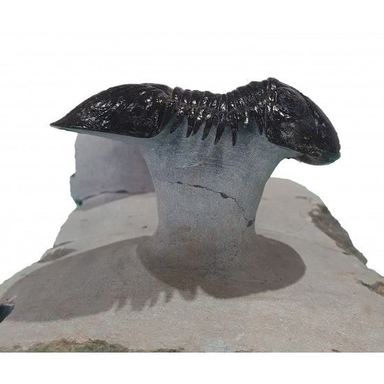 Paralejurus spatuliformis et os de dunkleosteus