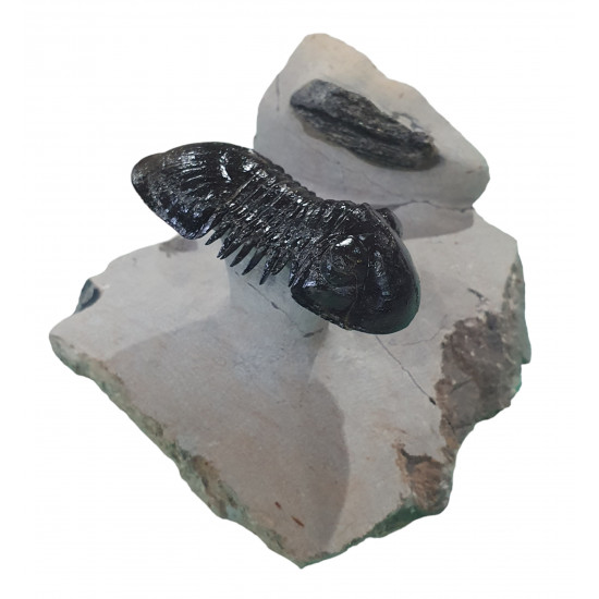 Paralejurus spatuliformis et os de dunkleosteus