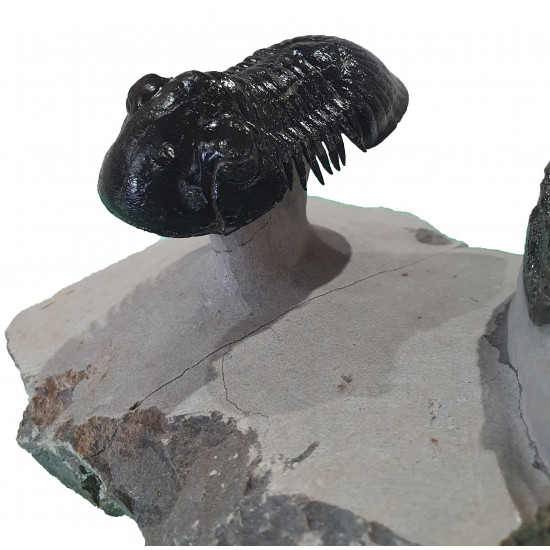Paralejurus spatuliformis et os de dunkleosteus
