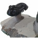 Paralejurus spatuliformis et os de dunkleosteus