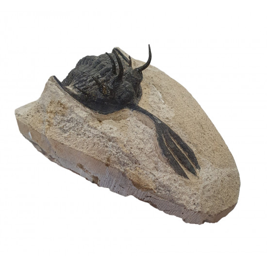 Walliserops trifurcatus