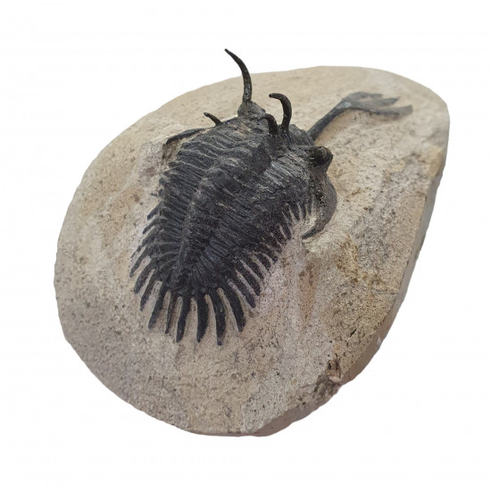 Walliserops trifurcatus